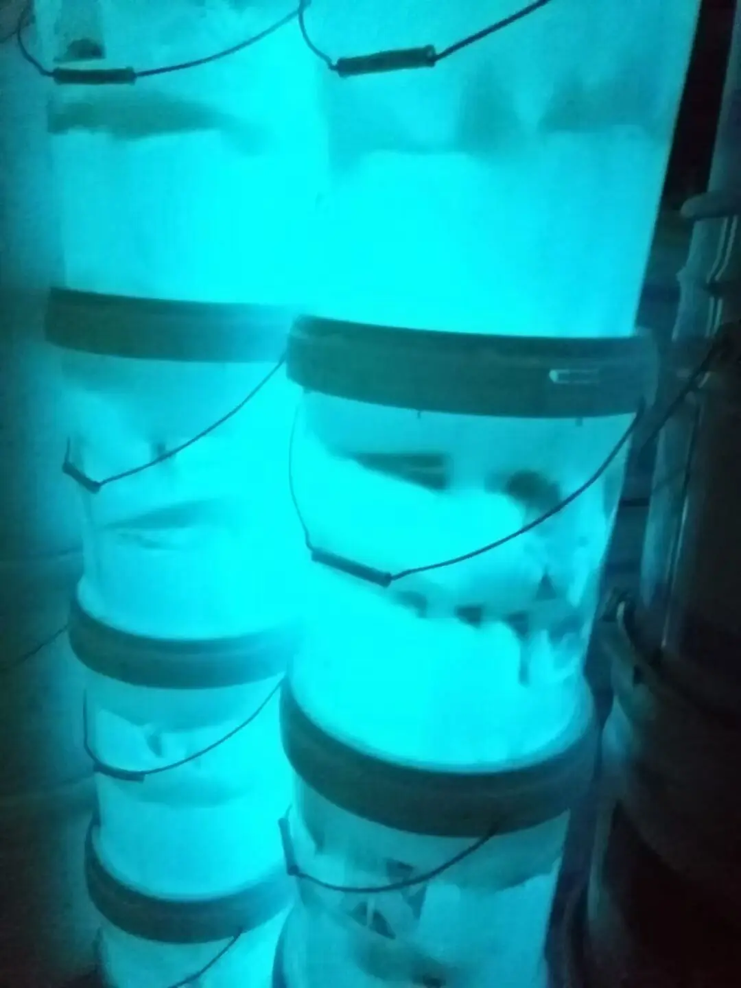 Glow in The Dark Powder Photoluminescent Powder Pigment for Nail Art, Resin Creations