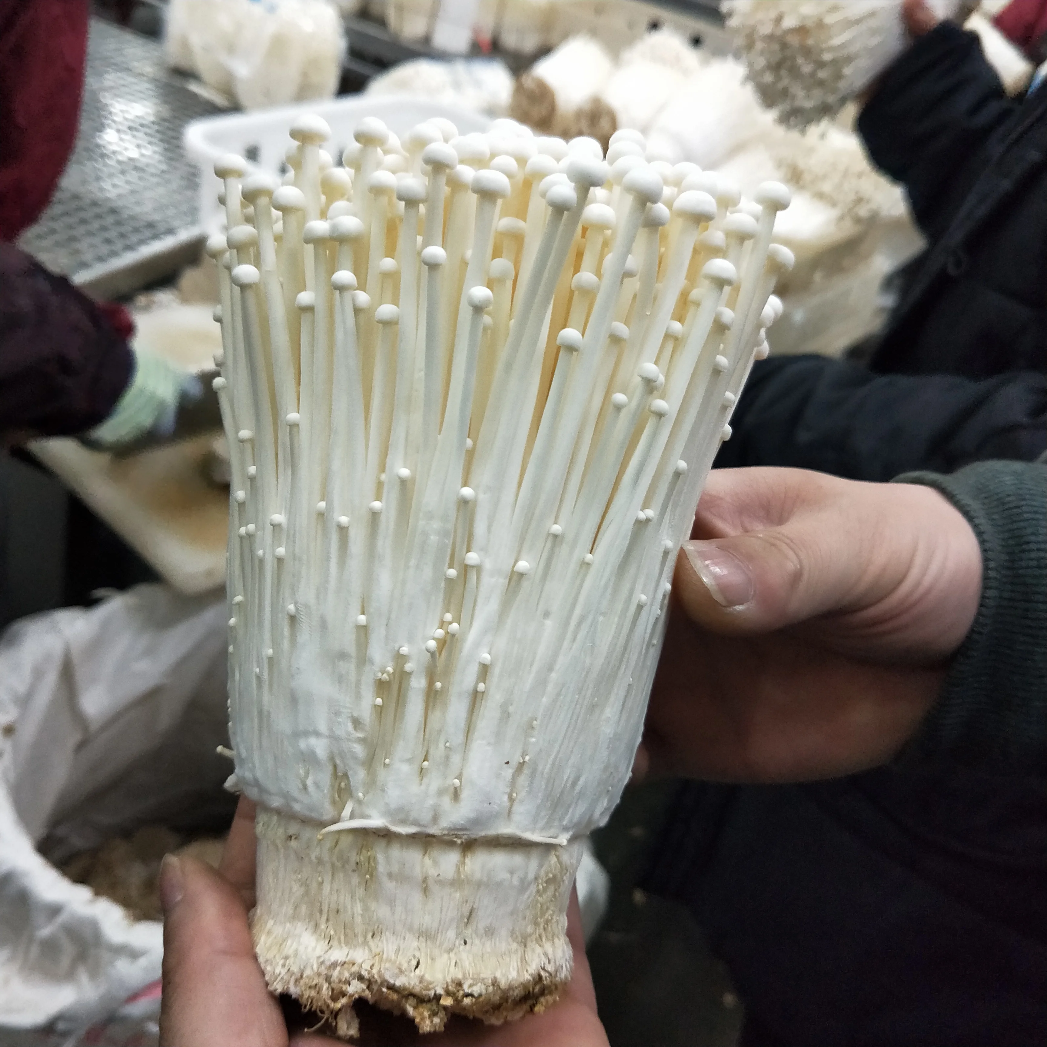 Detan Export  Cultivated Fresh Enoki Mushroom