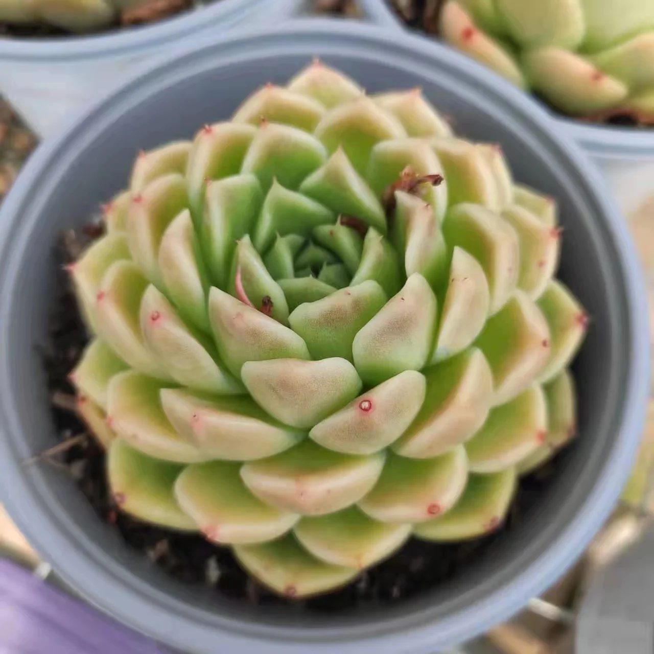 LT003Echeveria Elegance x Malgan  Wholesale Large Artificial Succulent Plants And Succulents In Pots plastic succulent