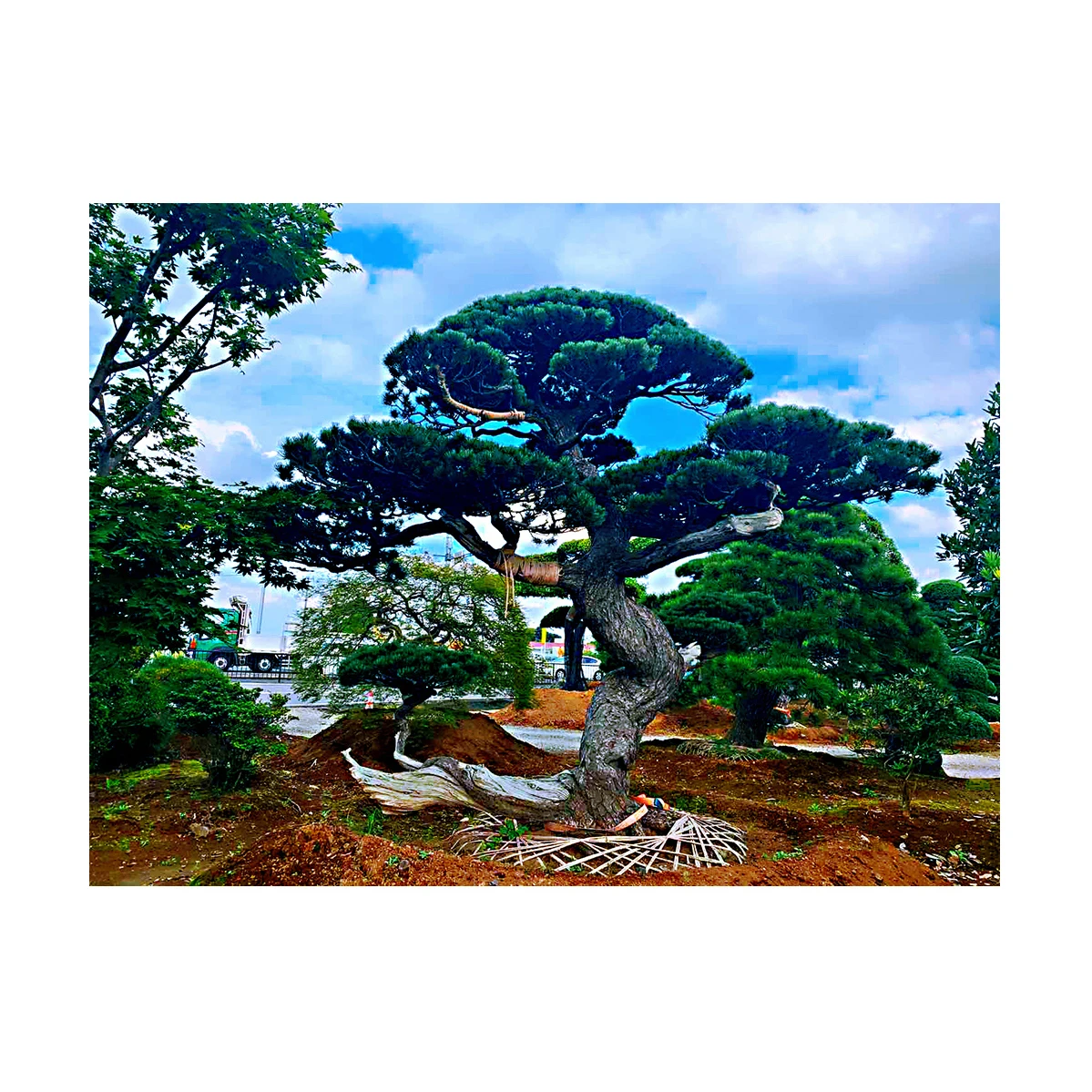 Artificial Akadama Outdoor Bonsai Growing Decoration From Japan