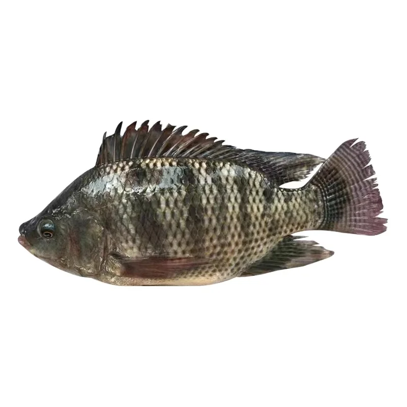 Wholesale of high-quality and affordable tilapia by Chinese manufacturers Fresh frozen whole tilapia fish