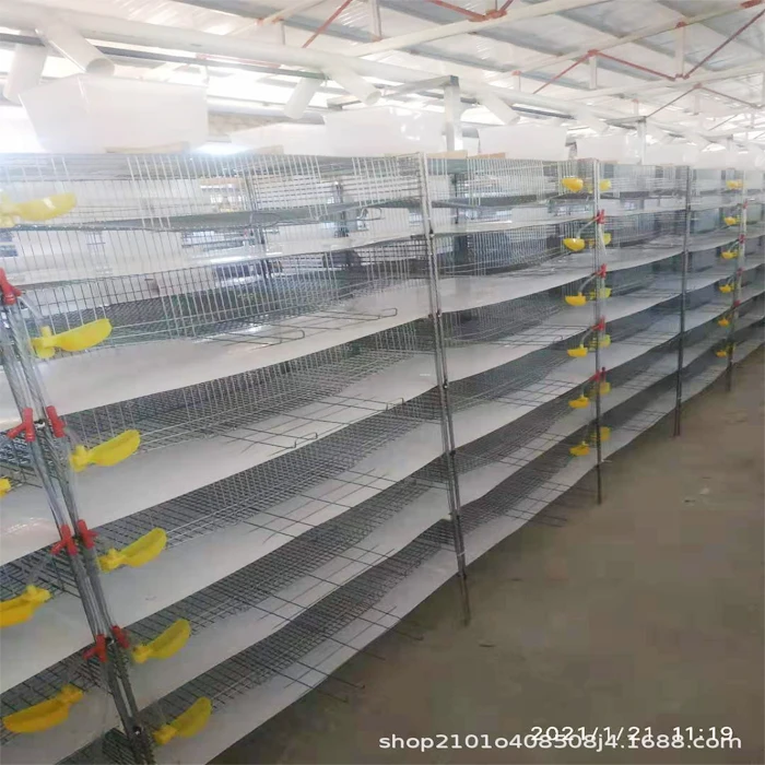 Automatic H type 6 floors quail eggs for egg production layer quail cage for sale