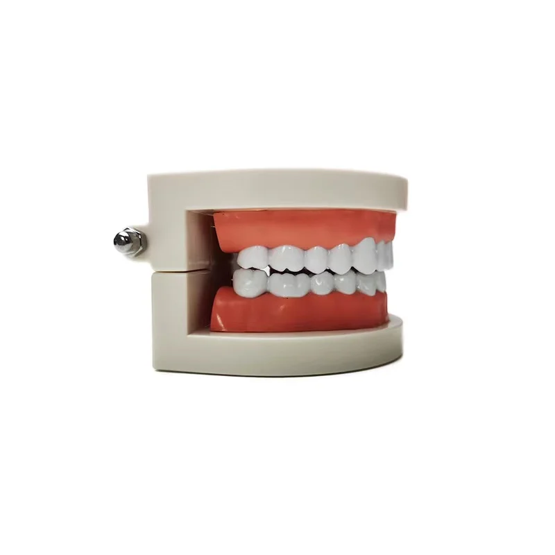 Medical Science Teeth Study Model Human Skeleton Model Teeth Model
