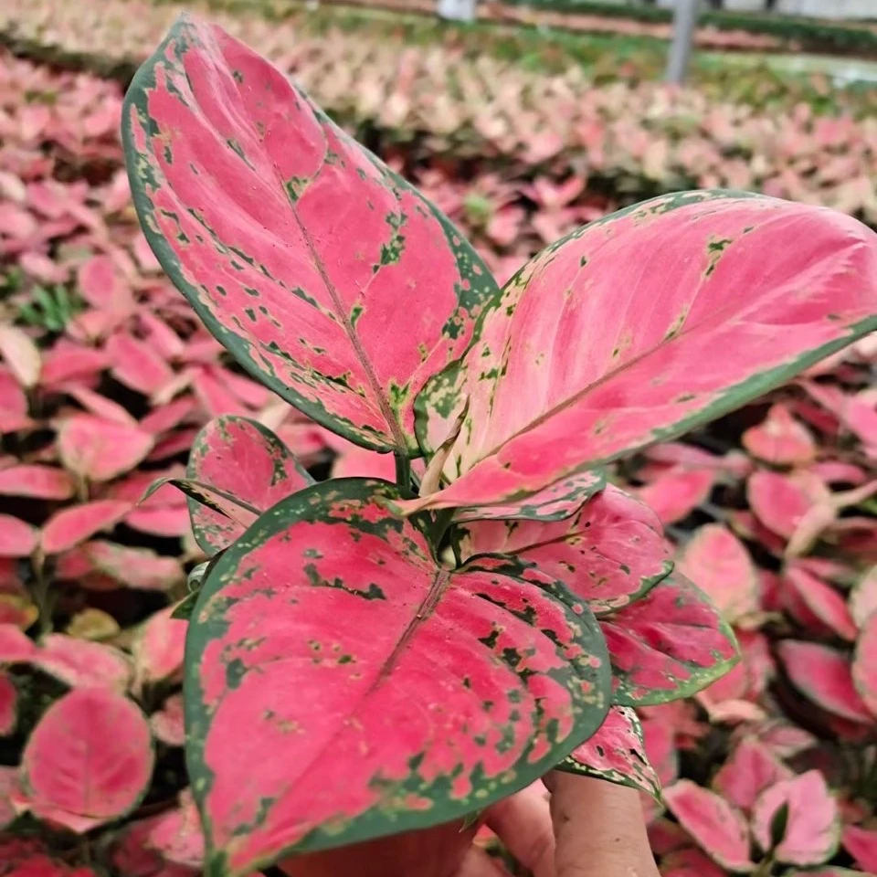 
Aglaonema in thailand Ornamental plants 