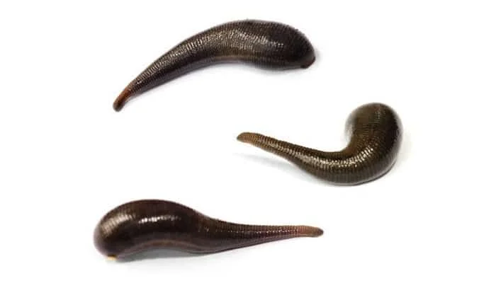 Manufacturer Wholesale Pure Leech Extract Powder Hirudin