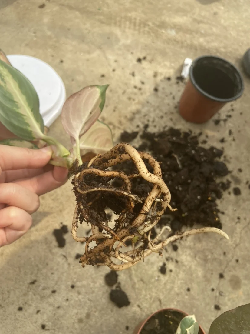 Красный Aglaonema Sukson