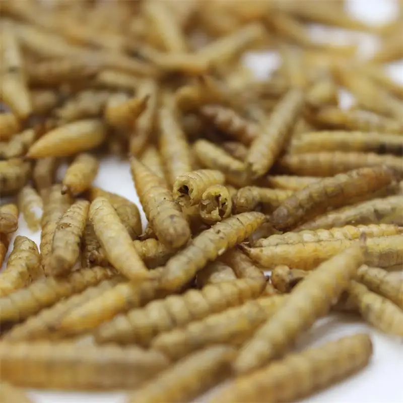 
High quality organic drying black soldier fly for sale 