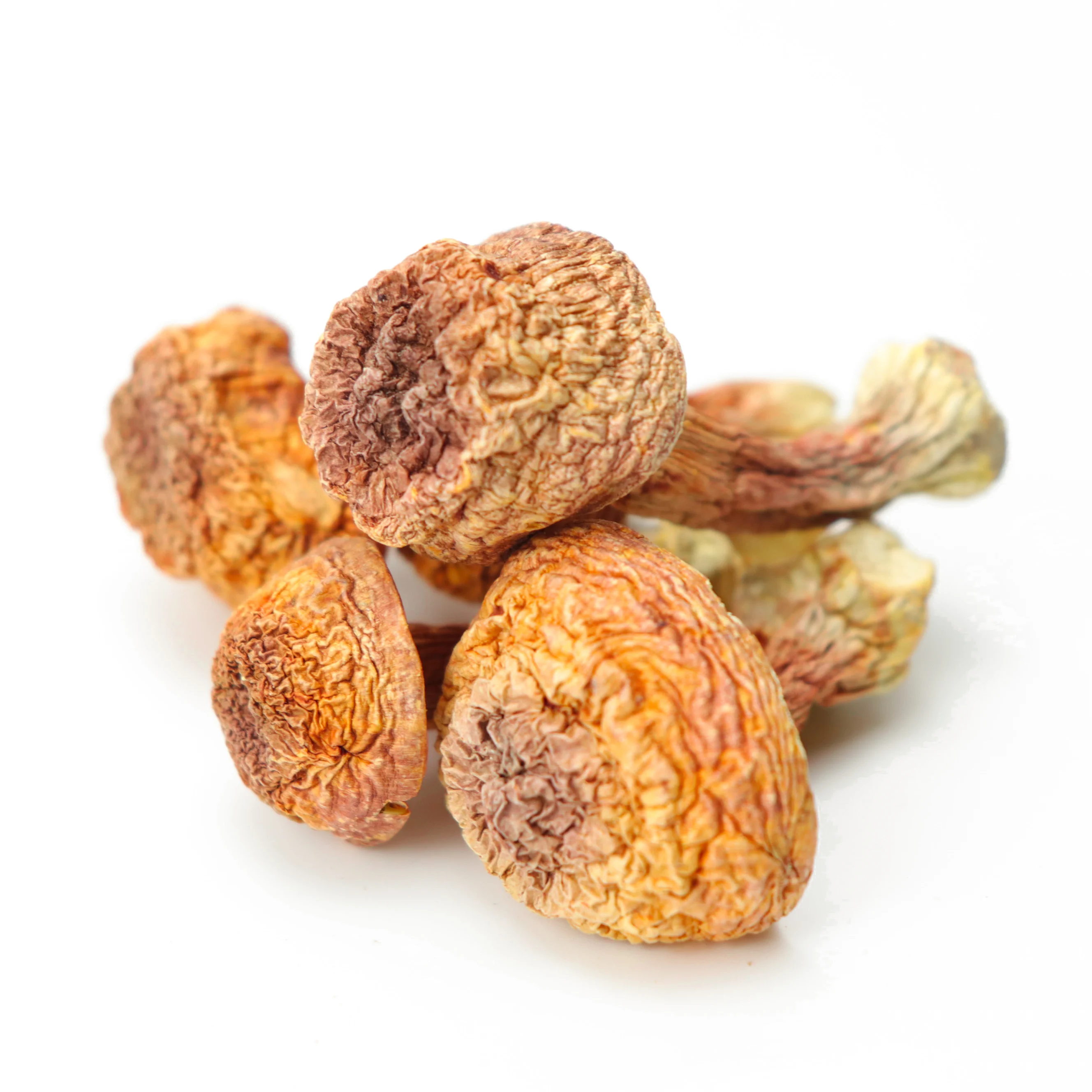 Wholesale natural cultivated organic dried agaricus blazei murill mushroom agaricus spawn