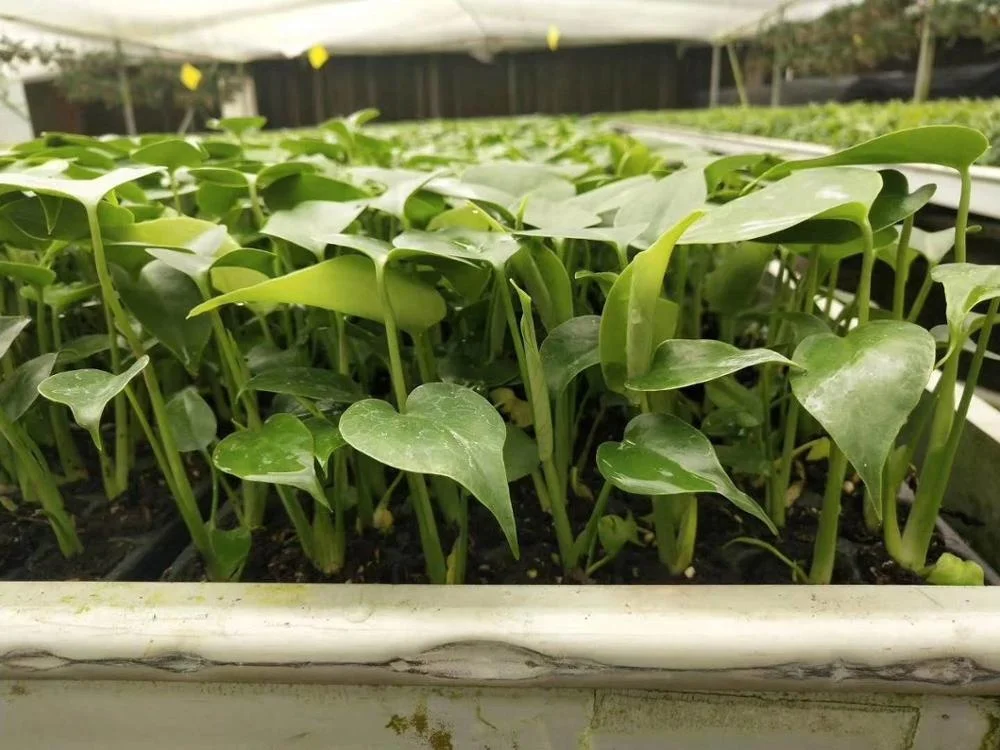 Indoor and outdoor decorative Plant seedlings Monstera