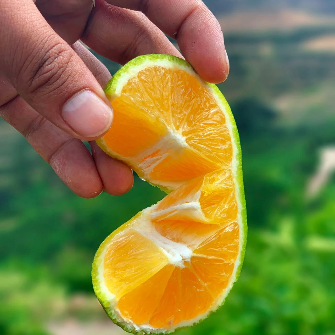 China New Season cheap price fresh big sweet mandarin orange