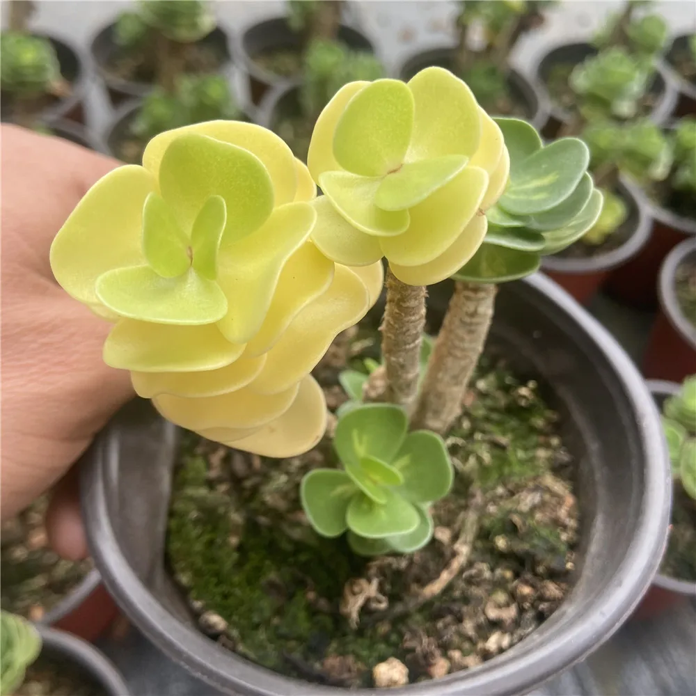2021 New About15cm Yellow Green Living Plants Succulent Planter Pot for Ornamental Bonsai Plants