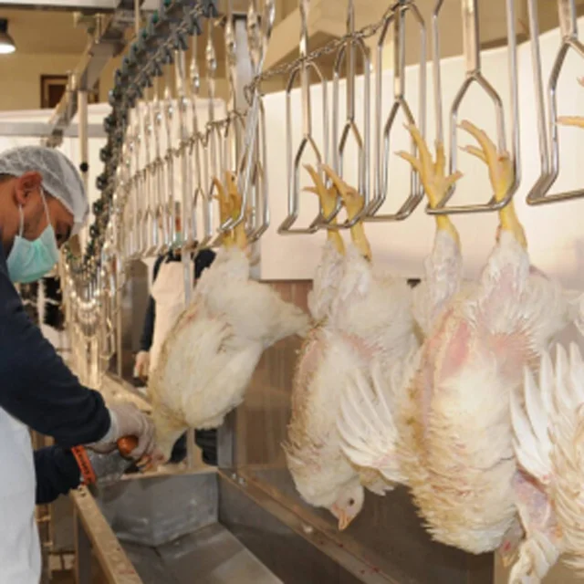 Spin chiller slaughtering abattoir chicken poultry equipment