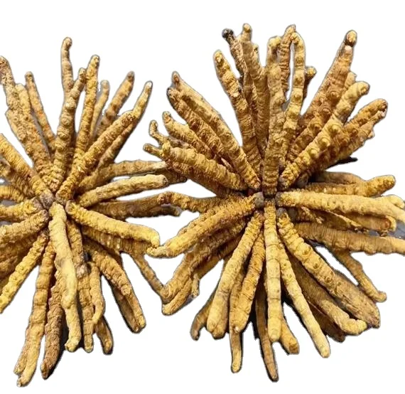 Лидер продаж высокое качество Cordyceps sinensis Militaris Sinensis
