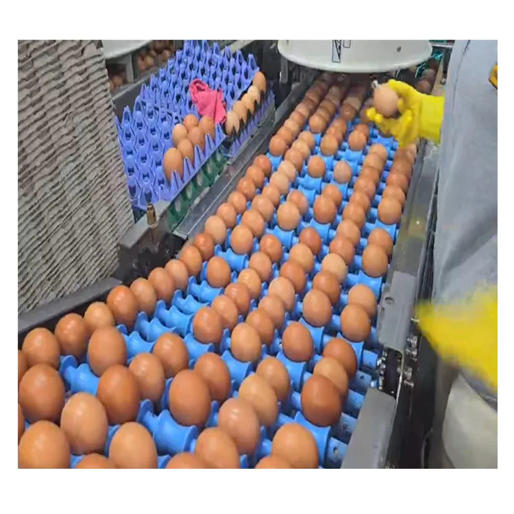 Multifunctional Automatic Egg Grading Packing Machine 500 Capacity New and Used for Chicken Egg Sorting and Packing