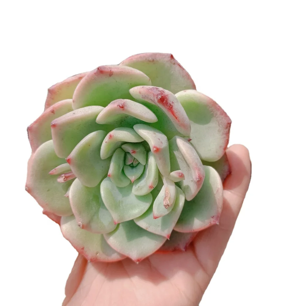  126 Echeveria шальмон суккулент древесное растение суккуленты