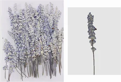 Real Dried Pressed Flower Sage