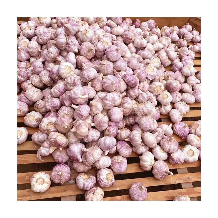 Chinese red garlic high quality low price fresh normal white garlic in bulk GLOBAL GAP fresh garlic