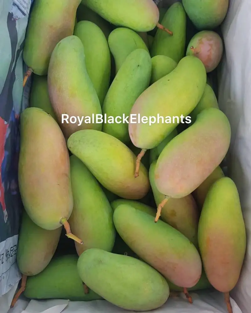 
Premium Mahachanok Mango -Thailand Royal sweet Mango 