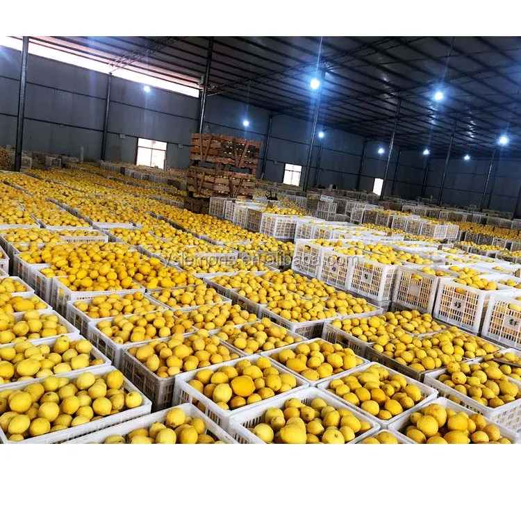 Montale Size 88 100 113 125 138 Fresh Wholesale Eureka Lemon