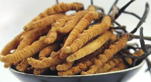 
Supply High Quality pure natural Food Grade Cordycepin1%-90% CAS 73-03-0 