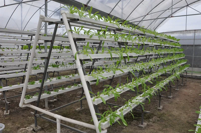 
Dongguan nft hydroponics system vertical farming greenhouse plants 