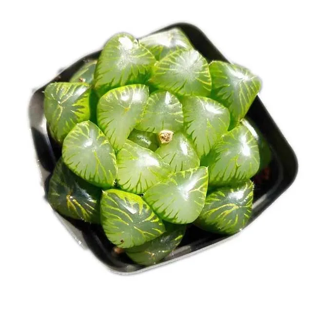 Растения-суккуленты большого размера, хаутерия коопераси, вар. Колфера, Ф. Утранката, зеленые