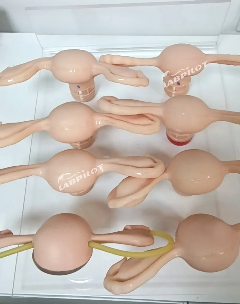 Uterus Simulator and Cervical Lesion Gynecological Anatomy Model