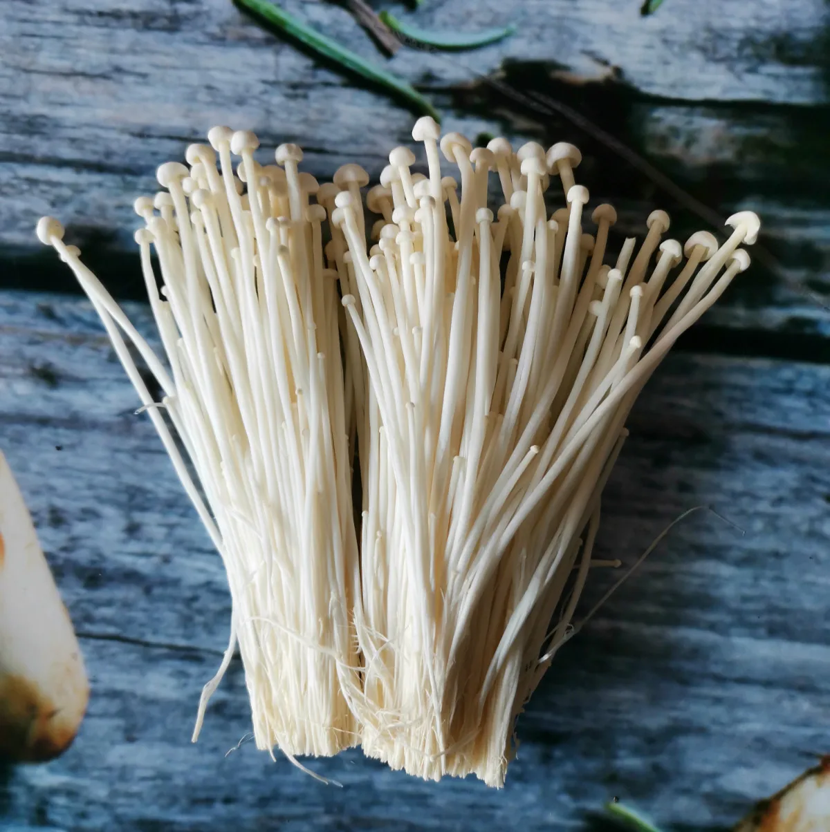Detan Export  Cultivated Fresh Enoki Mushroom
