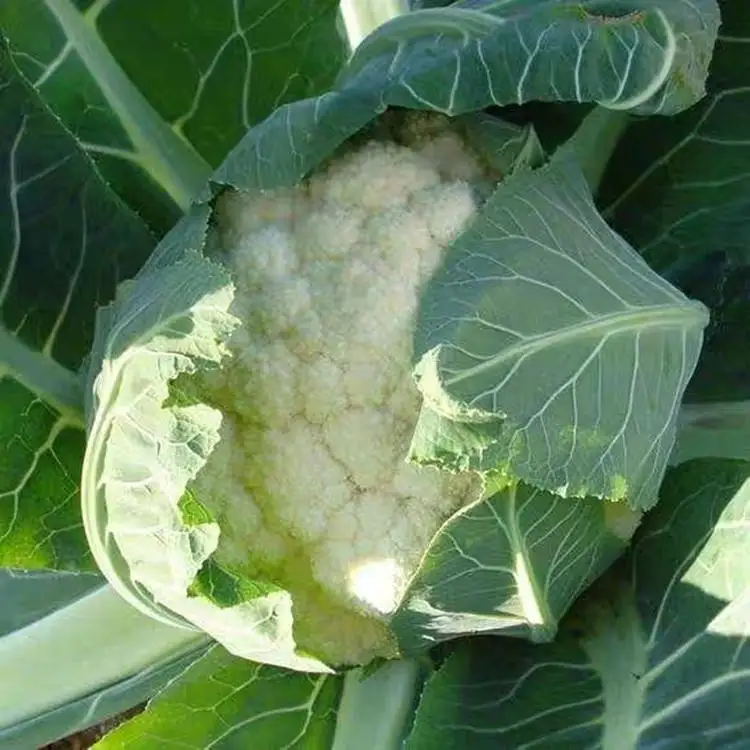 Export cauliflower fresh cauliflower from China hot sale with competitive vegetables
