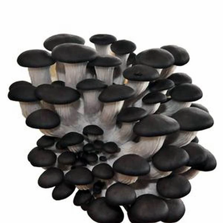 
Hot Sale White King Oyster Mushroom Seeds Spawn 