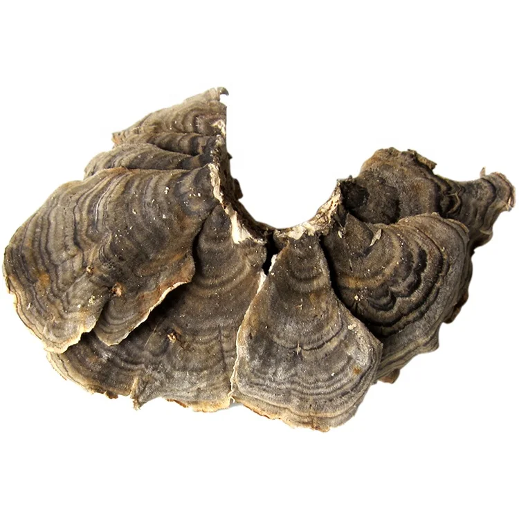 
65 % polysaccharide turkey tail coriolus versicolor chaste tree mushroom extract powder 
