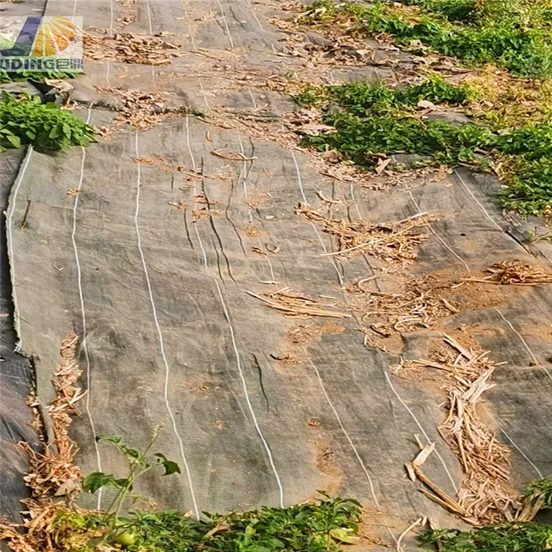 Anti Grass Ground Cover/Needle Punched Coir Weed Control Mat for Sale