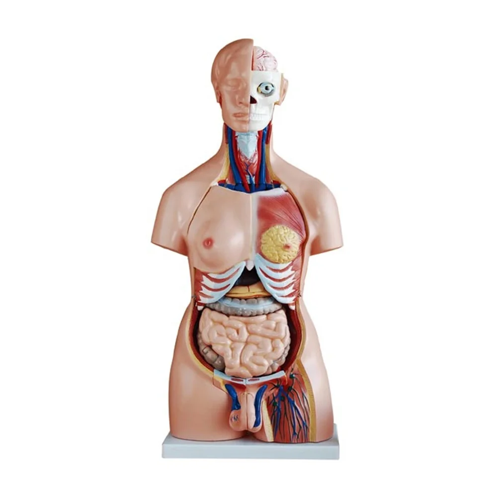 XC-208 Human Torso Model 85CM Dual Sex Torso 40 Parts