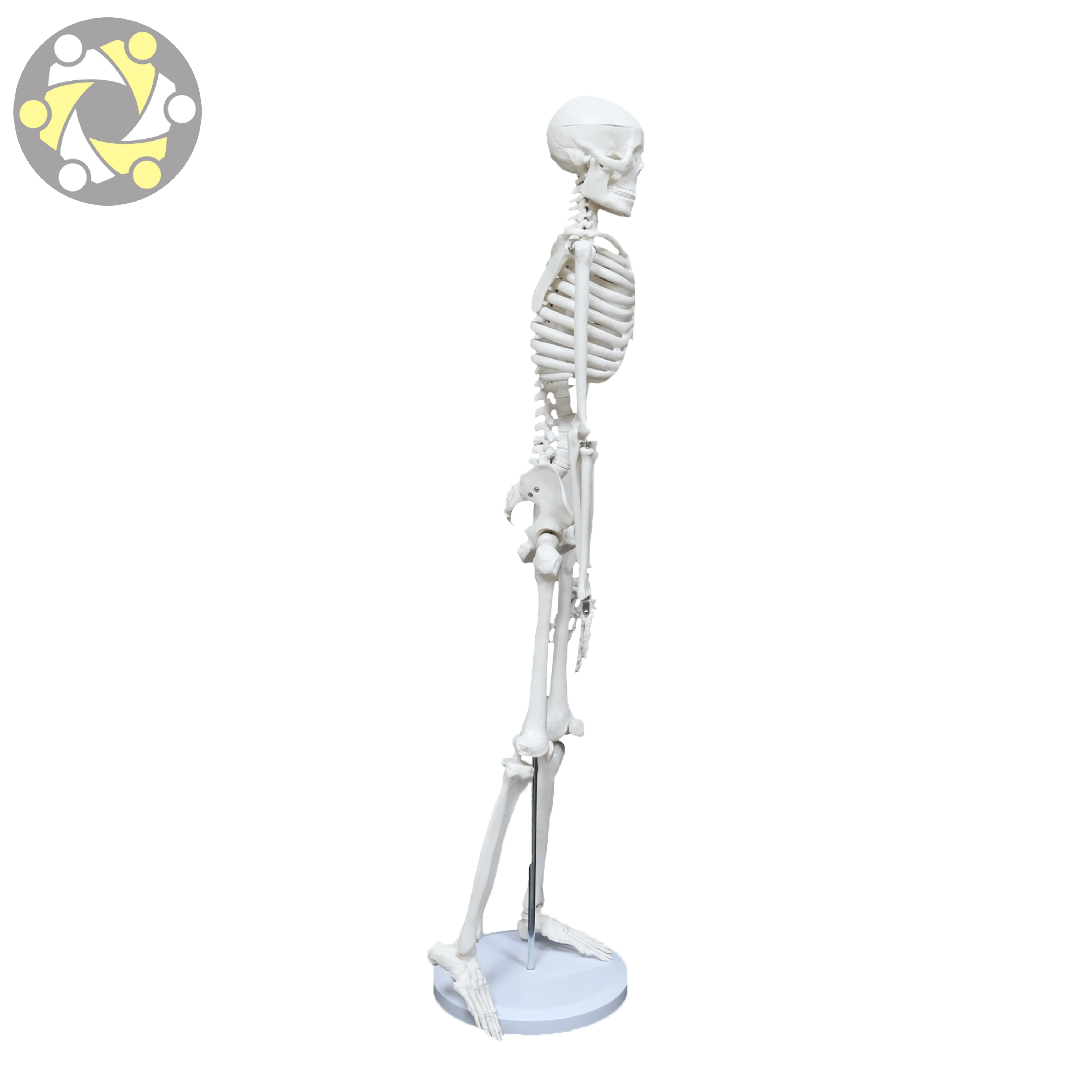 Medical Science 85CM Plastic Flexible Skeleton Human Anatomy Model