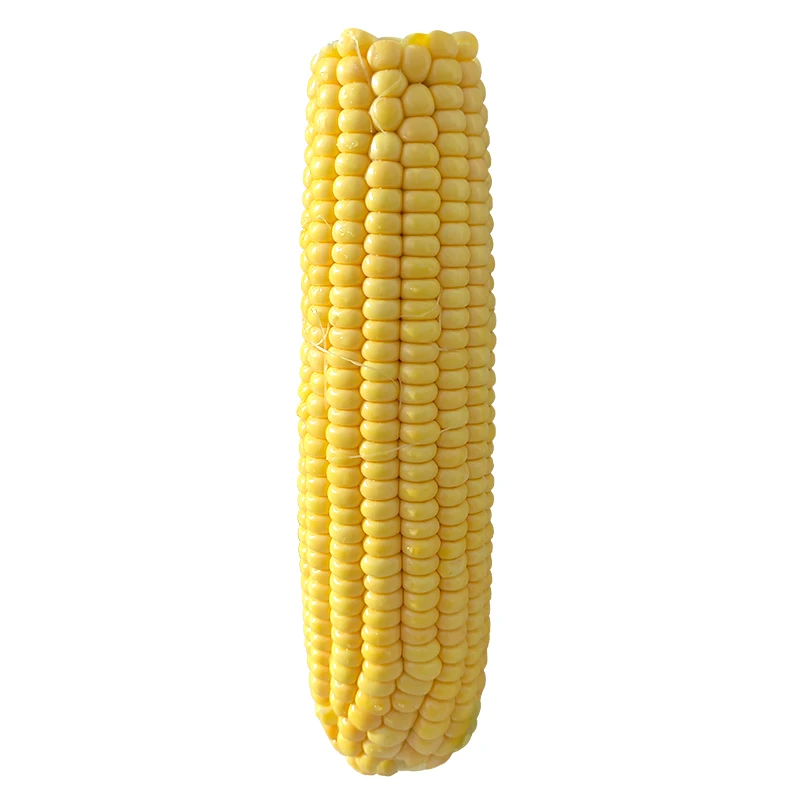 Factory Directly Supply Good Price Fresh Sweet Corn Fresh Corn On Cob