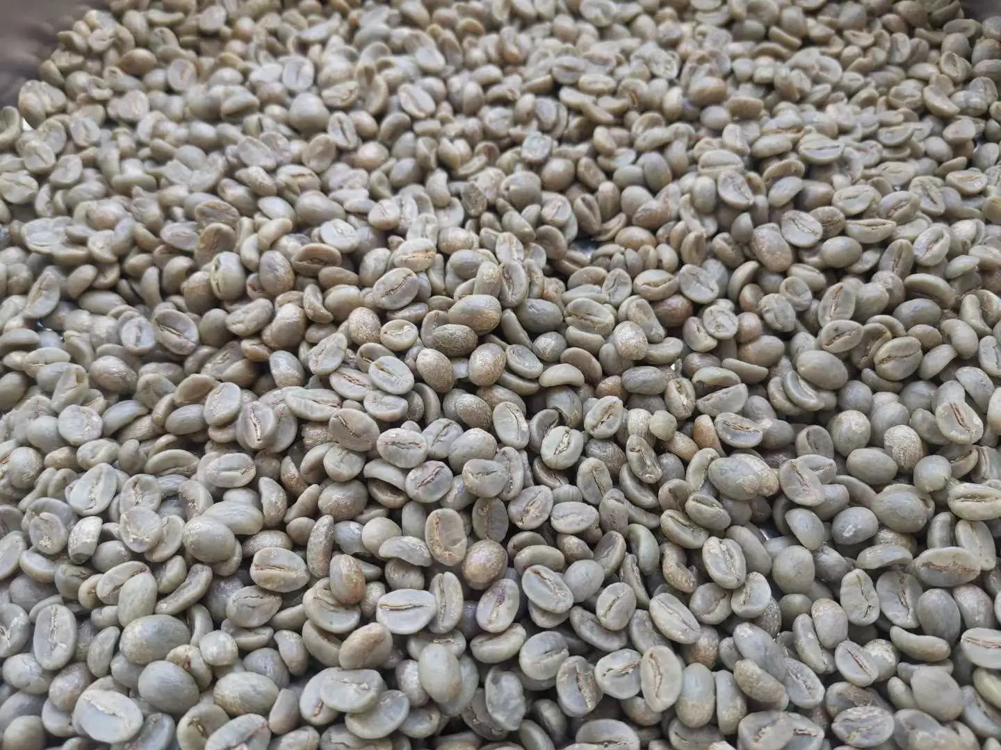 Недорогая зеленая кофейная зерна Arabica