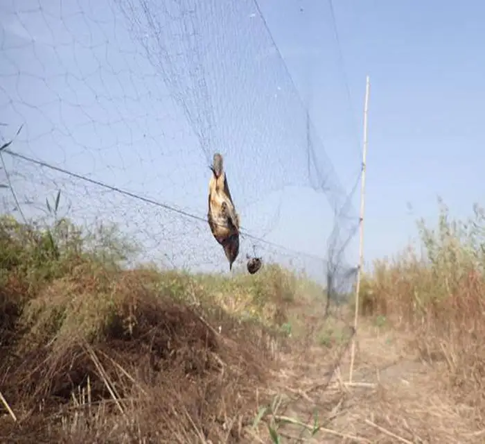 Черные нейлоновые сетки для ловли птиц