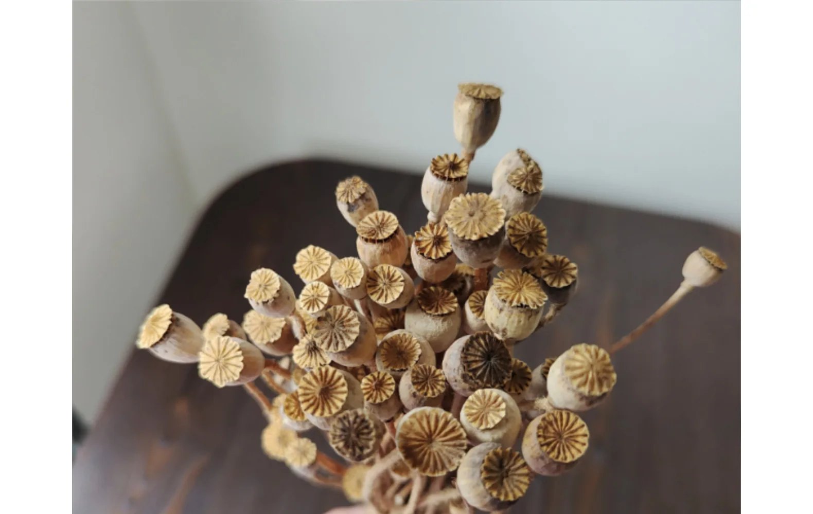 natural wholesale prices dried flowers preserved flowers & plants poppy flower dry original for diy arrangement