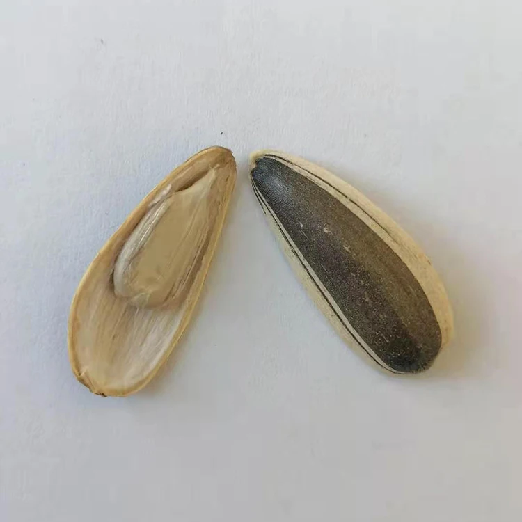 Fresh  production raw sunflower seed chinese