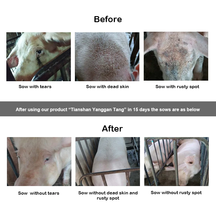 chicken feed premix liver protective poulty feed for chicken liver