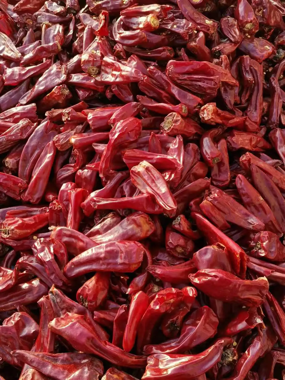 2021 новый сезон сушеные соды Чили Yidu оптовая продажа экспорт с