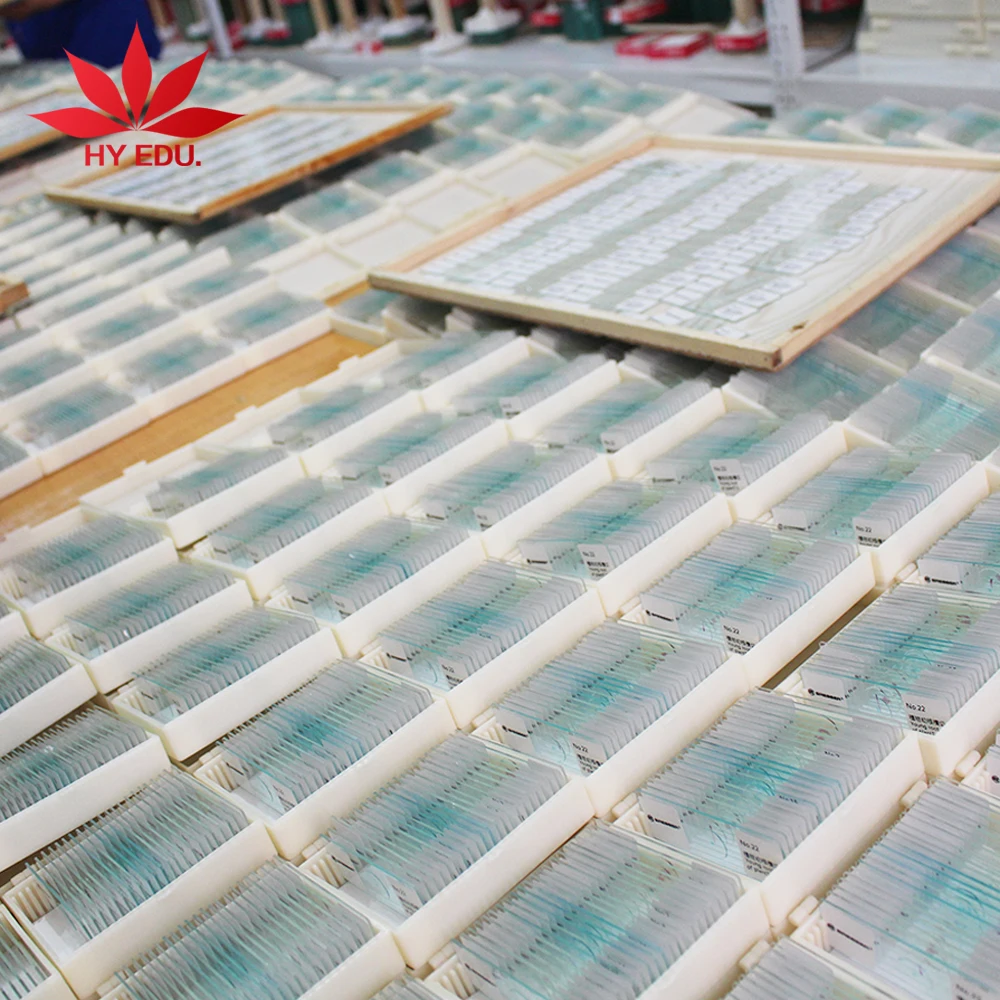 Botany Microscope Prepared Glass Slide  Microscope Slides Tilia Stem C.s