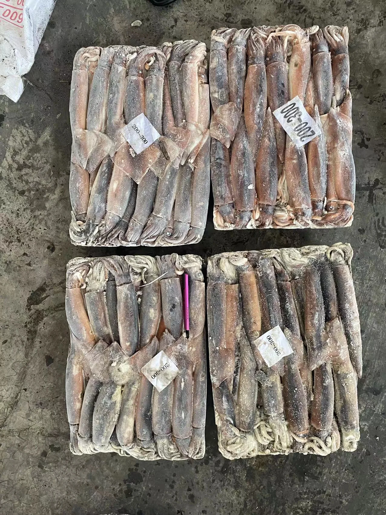 Argentina squid / frozen squid / frozen Illex Squid