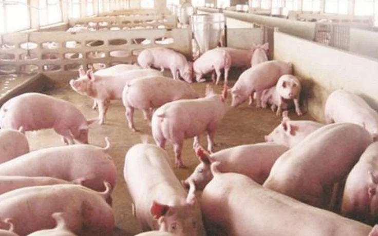 Protein chelate minerals fuel for animal feed production Chelate Organic Copper (Cu) Iron(Fe) Zinc(Zn) Manganese(Mn) Selenium(Se