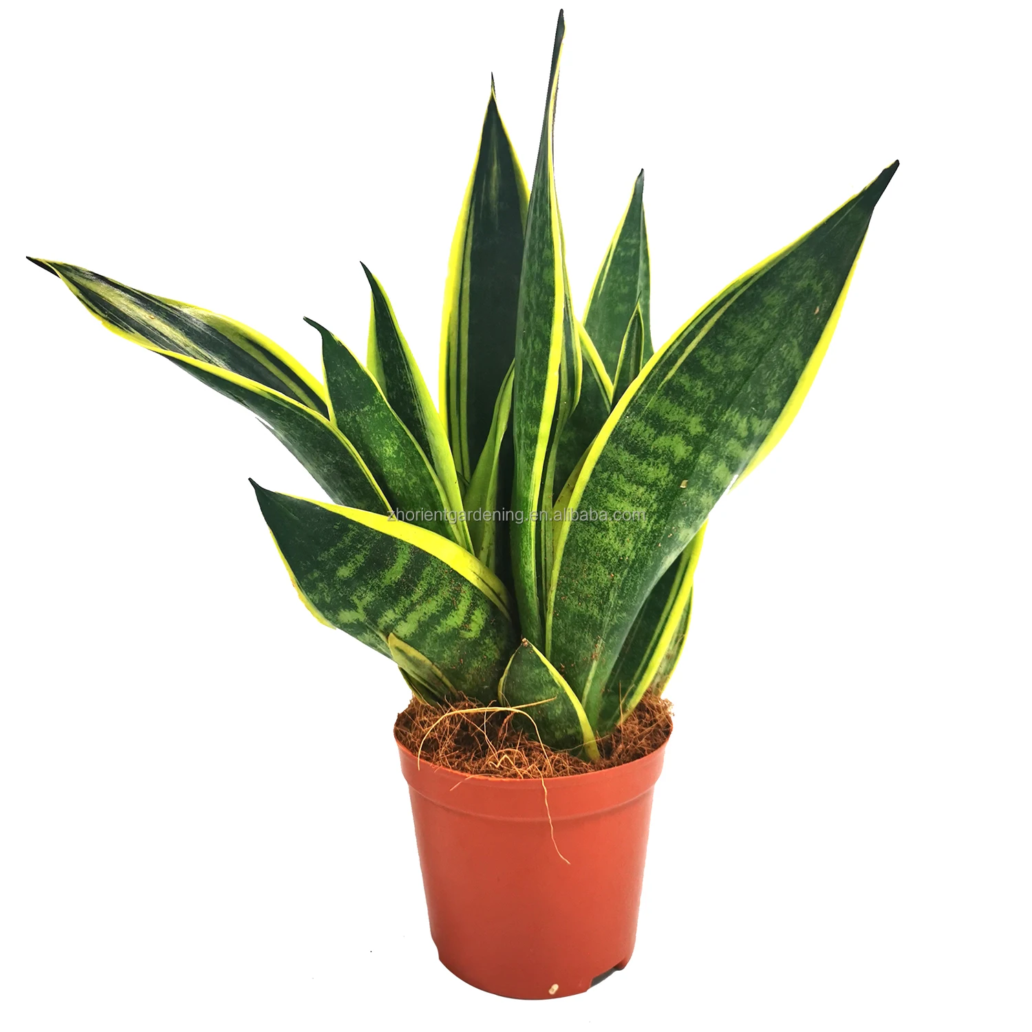 
Hot selling Indoor gymnocalycium cactus 25-30cm sansevieria plants Manufacturer 