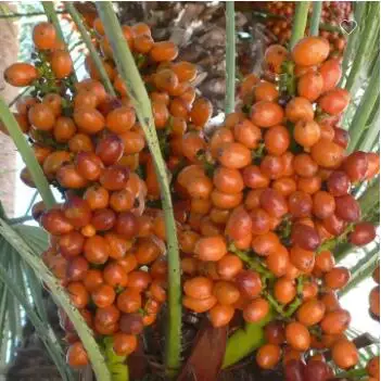 Supply High Grade Phoenix Dactylifera Date Palm Fruit Extract Powder