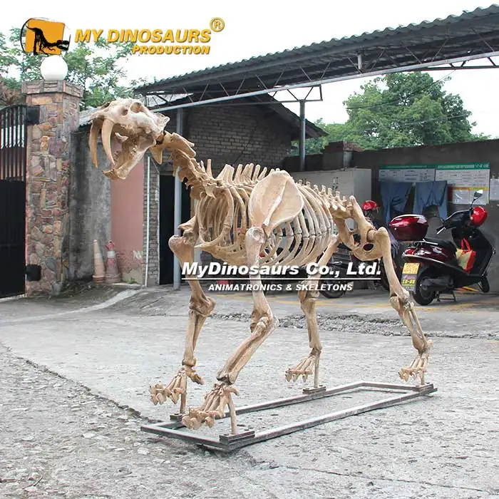 Z MY DINO AS-036 Museum Fossil Skeleton Smilodon Animal Skeleton