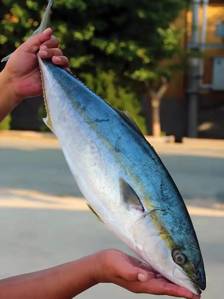 kanpachi Frozen fish cut yellow tail yellow taillla longiceps by wild planet new caught Japan origin for human consumption