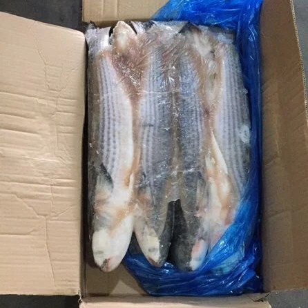Hight quality  Gutted Grey Mullet Frozen on Land