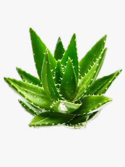 Hot selling high-quality aloe powder and aloe extract